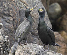 European Shag