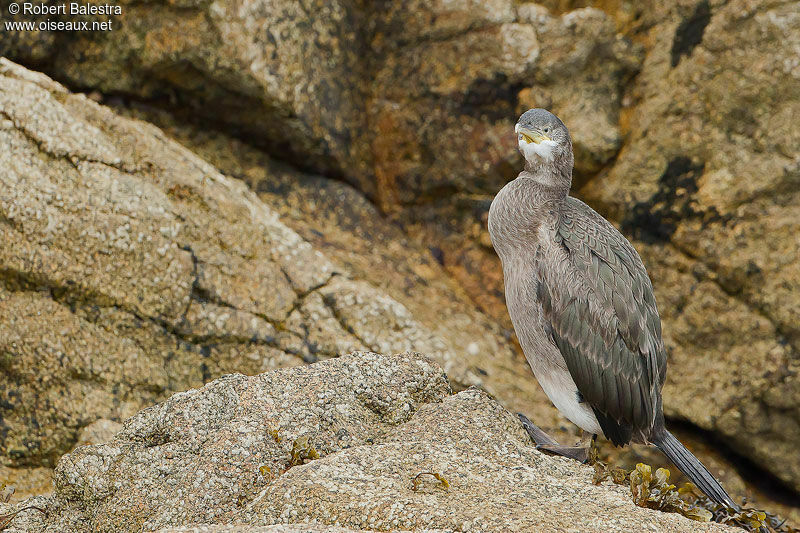 European Shag