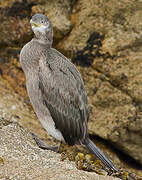 European Shag