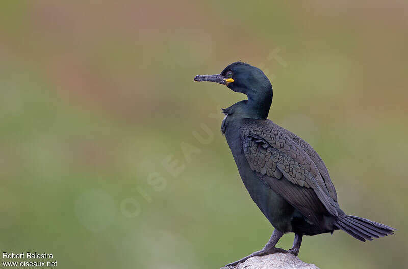 European Shagadult post breeding, identification