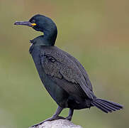 European Shag