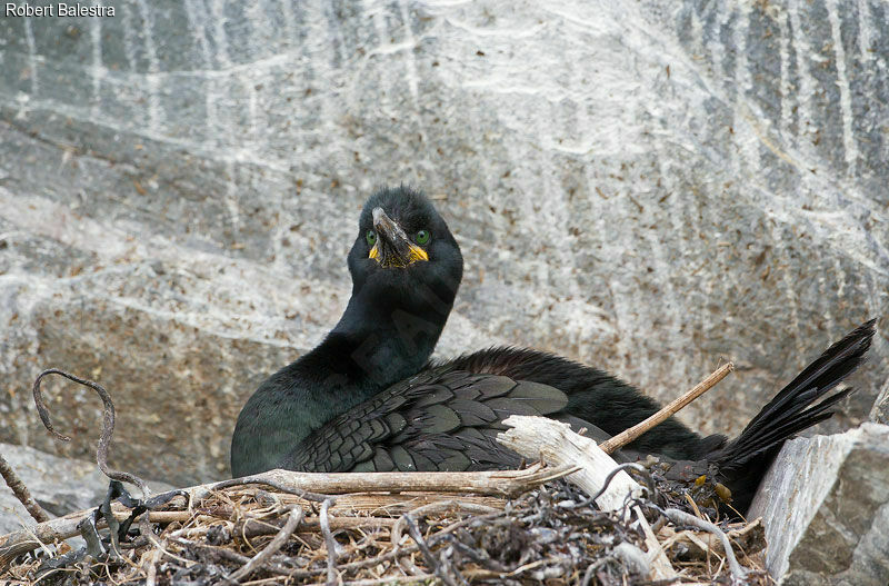 European Shag