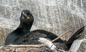 European Shag