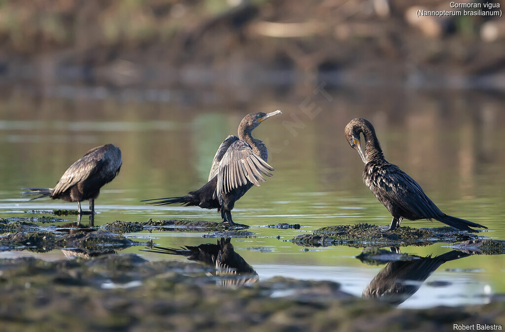 Neotropic Cormorant