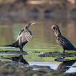 Cormoran vigua