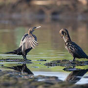 Neotropic Cormorant