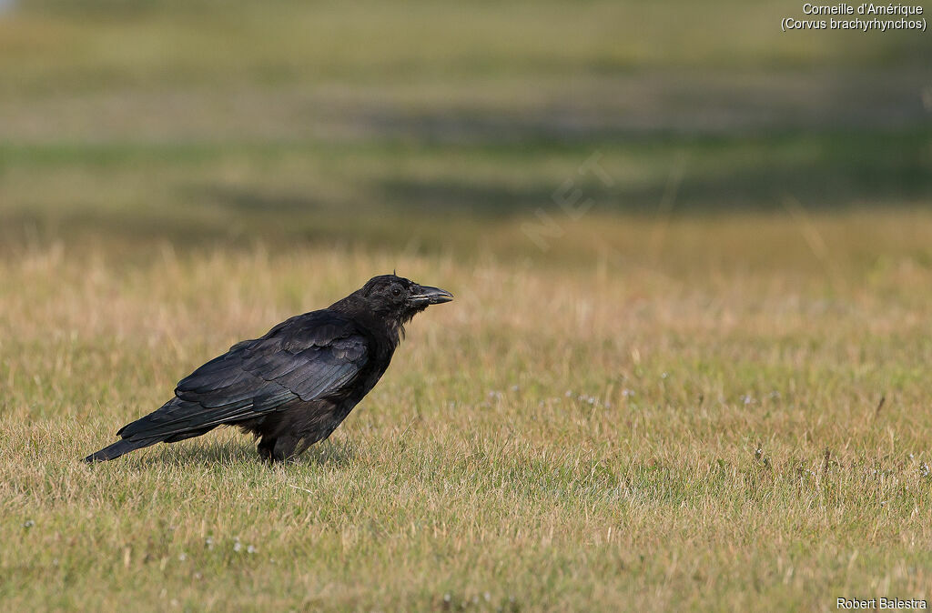 American Crow