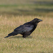 American Crow