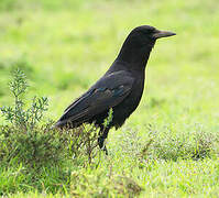 Cape Crow