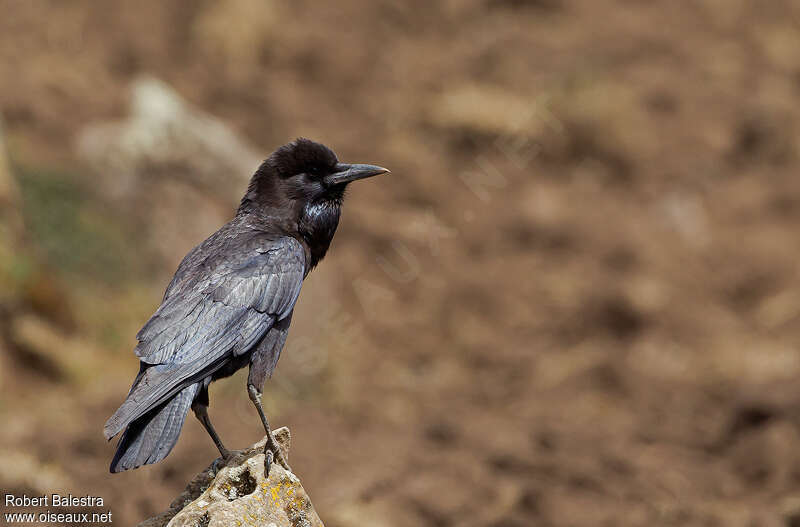 Cape Crowadult