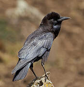 Cape Crow