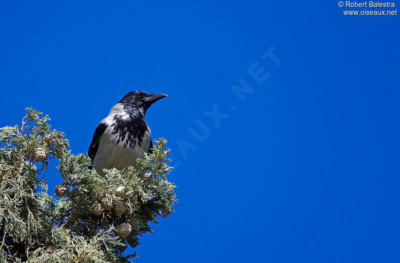 Hooded Crow