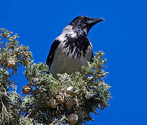 Hooded Crow