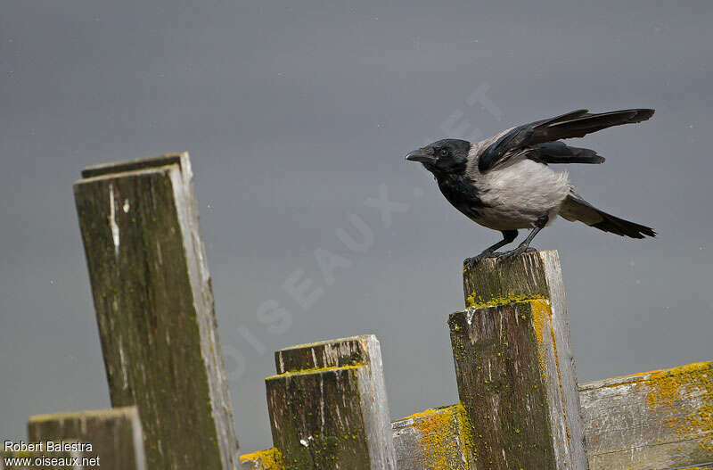 Hooded Crowadult, Flight