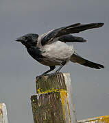 Hooded Crow