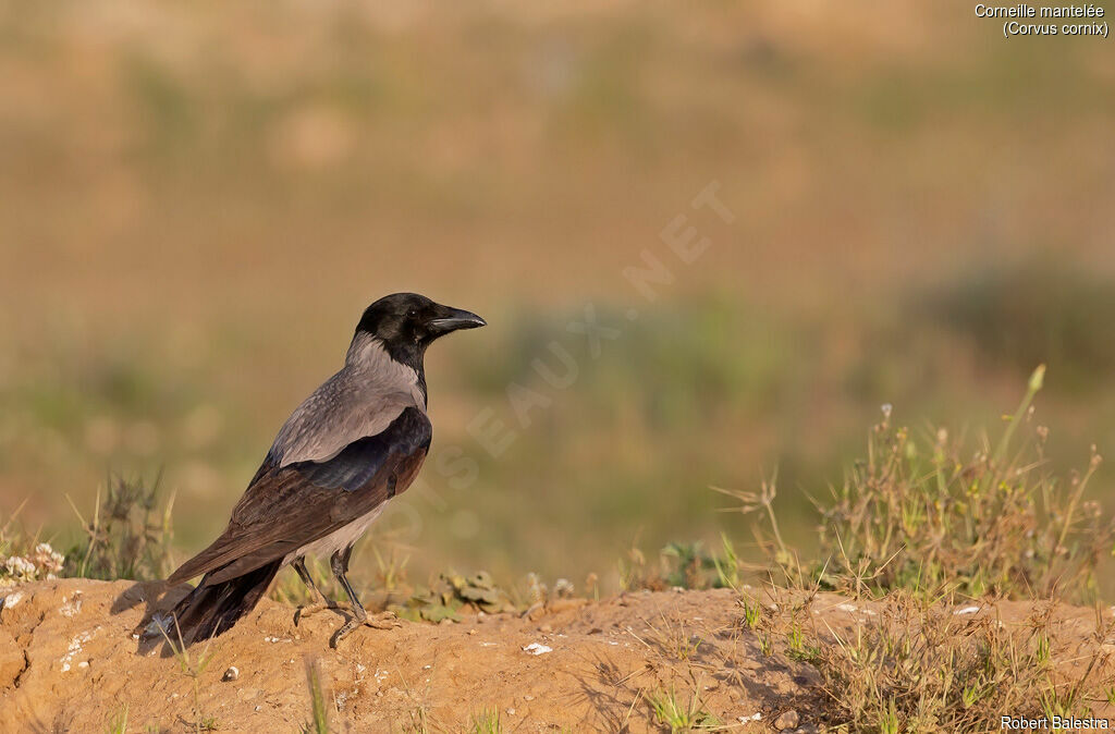 Hooded Crow