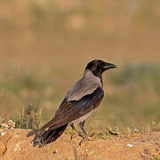 Hooded Crow