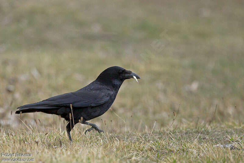 Carrion Crowadult, walking, fishing/hunting