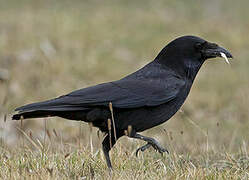 Carrion Crow