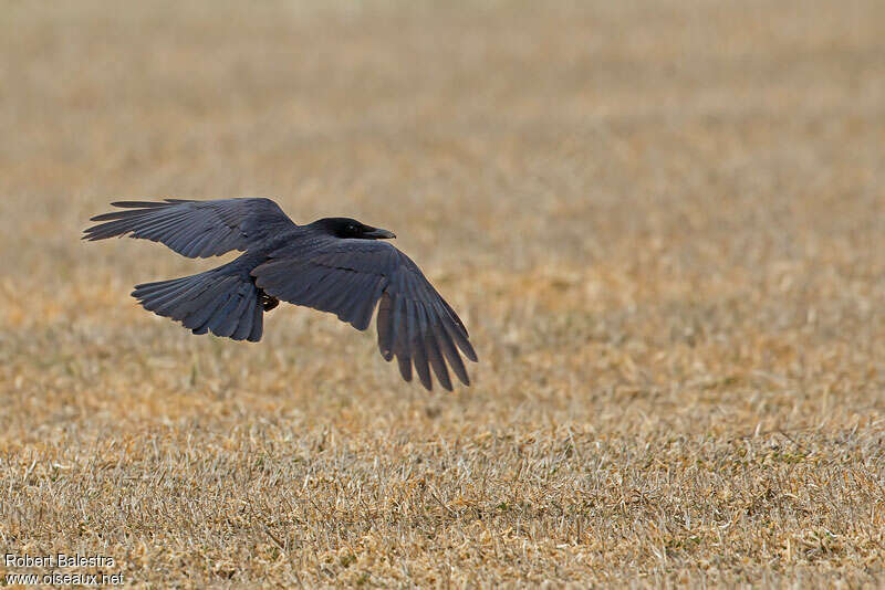 Carrion Crowadult, Flight