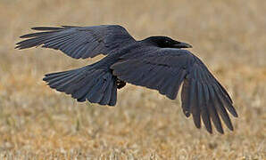 Carrion Crow