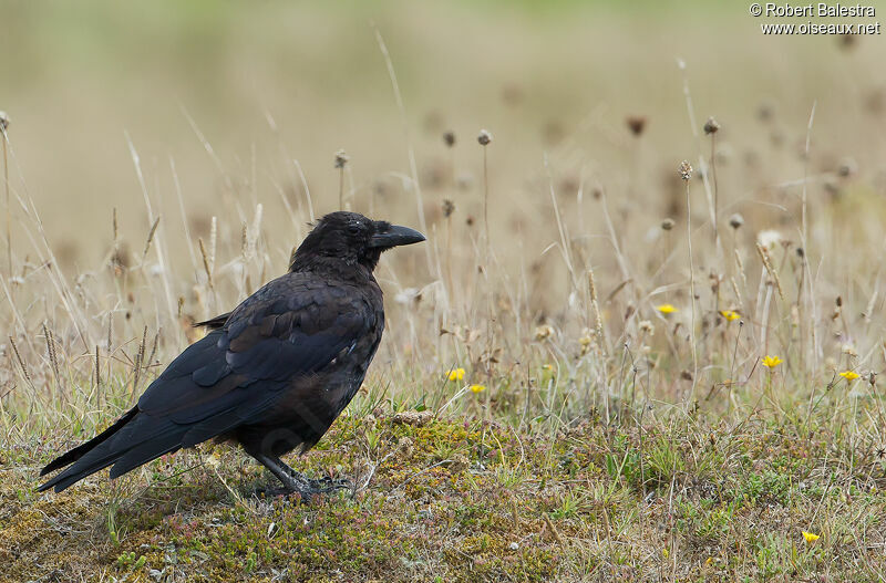 Carrion Crow