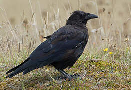 Carrion Crow