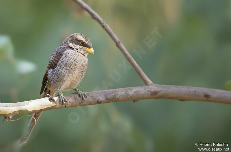 Yellow-billed Shrike