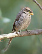 Yellow-billed Shrike