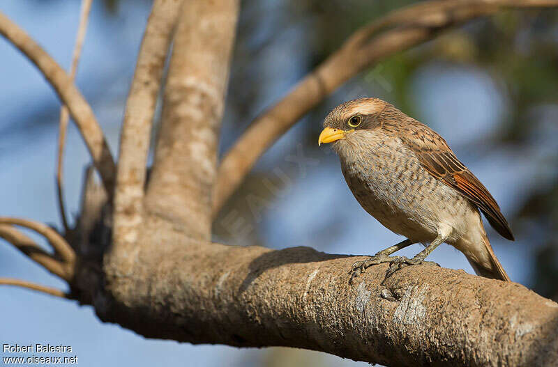 Yellow-billed Shrike, identification