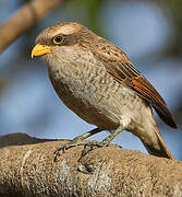 Yellow-billed Shrike