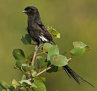 Magpie Shrike