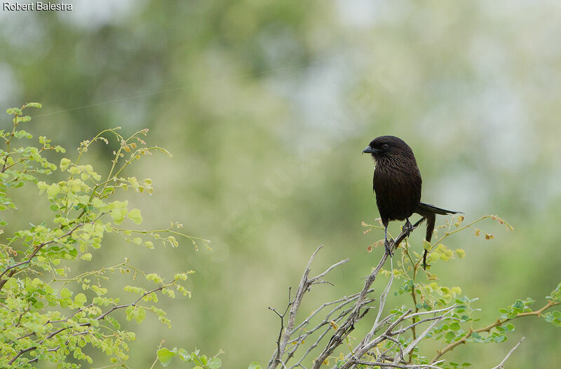 Magpie Shrike