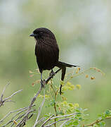 Magpie Shrike