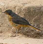 White-crowned Robin-Chat