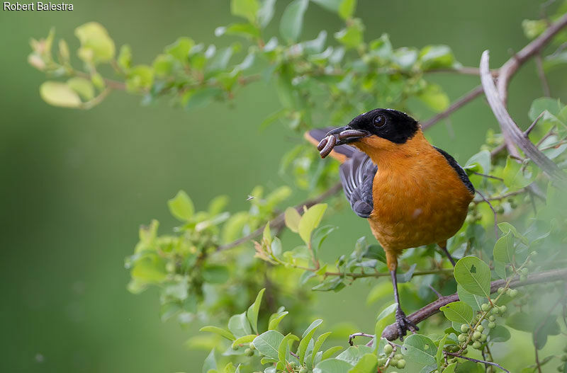 Snowy-crowned Robin-Chat