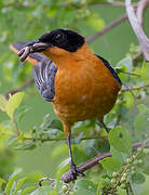 Snowy-crowned Robin-Chat