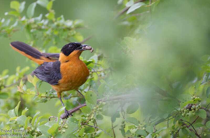 Snowy-crowned Robin-Chatadult, feeding habits