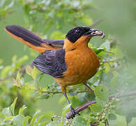 Snowy-crowned Robin-Chat