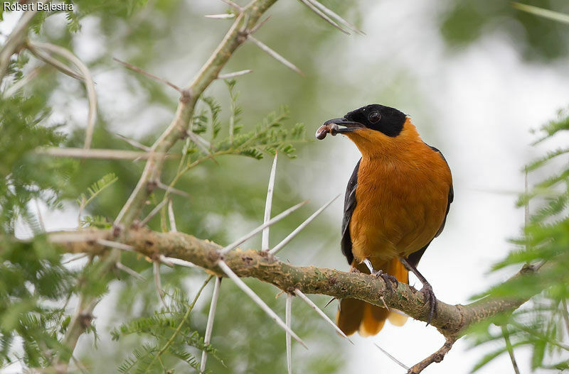 Snowy-crowned Robin-Chat