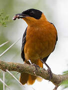 Snowy-crowned Robin-Chat