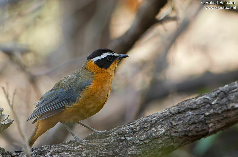 White-browed Robin-Chatadult