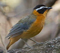 White-browed Robin-Chat