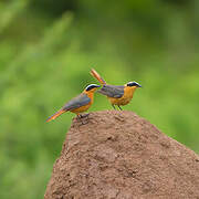 White-browed Robin-Chat