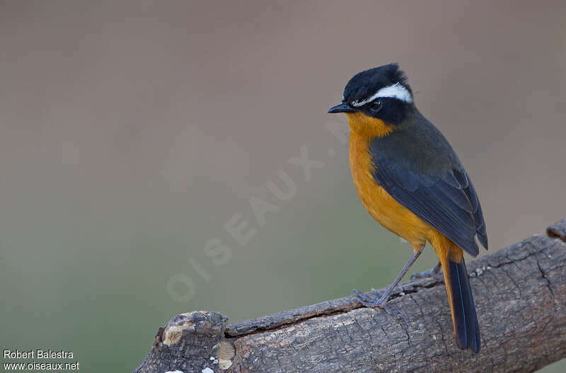 Rüppell's Robin-Chatadult, identification