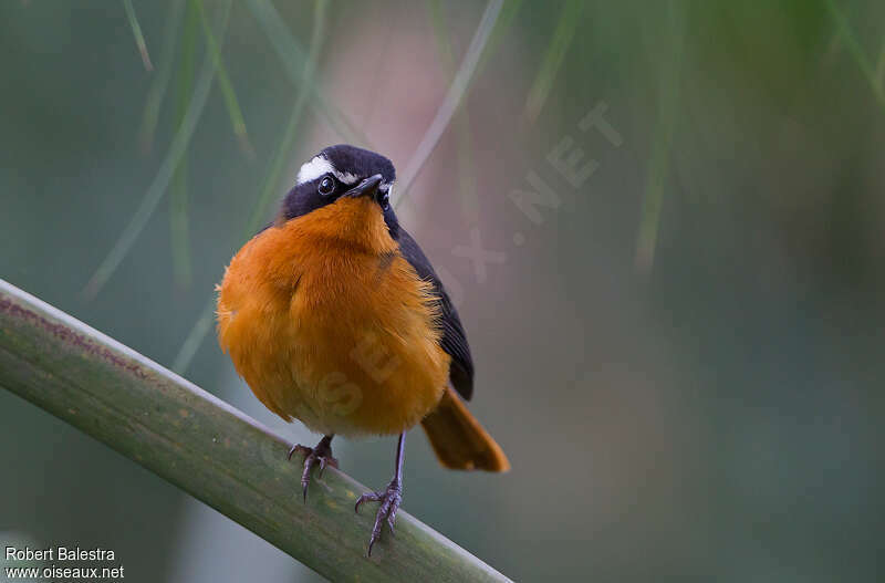 Rüppell's Robin-Chatadult