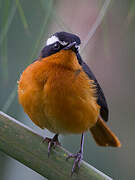 Rüppell's Robin-Chat