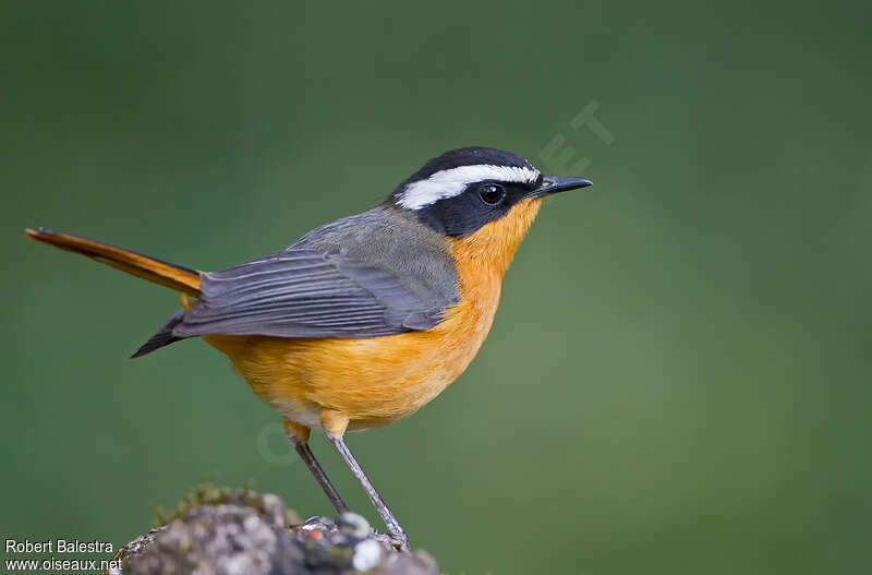 Rüppell's Robin-Chatadult, identification