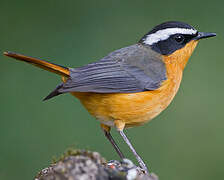 Rüppell's Robin-Chat