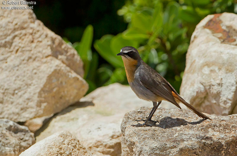 Cape Robin-Chat